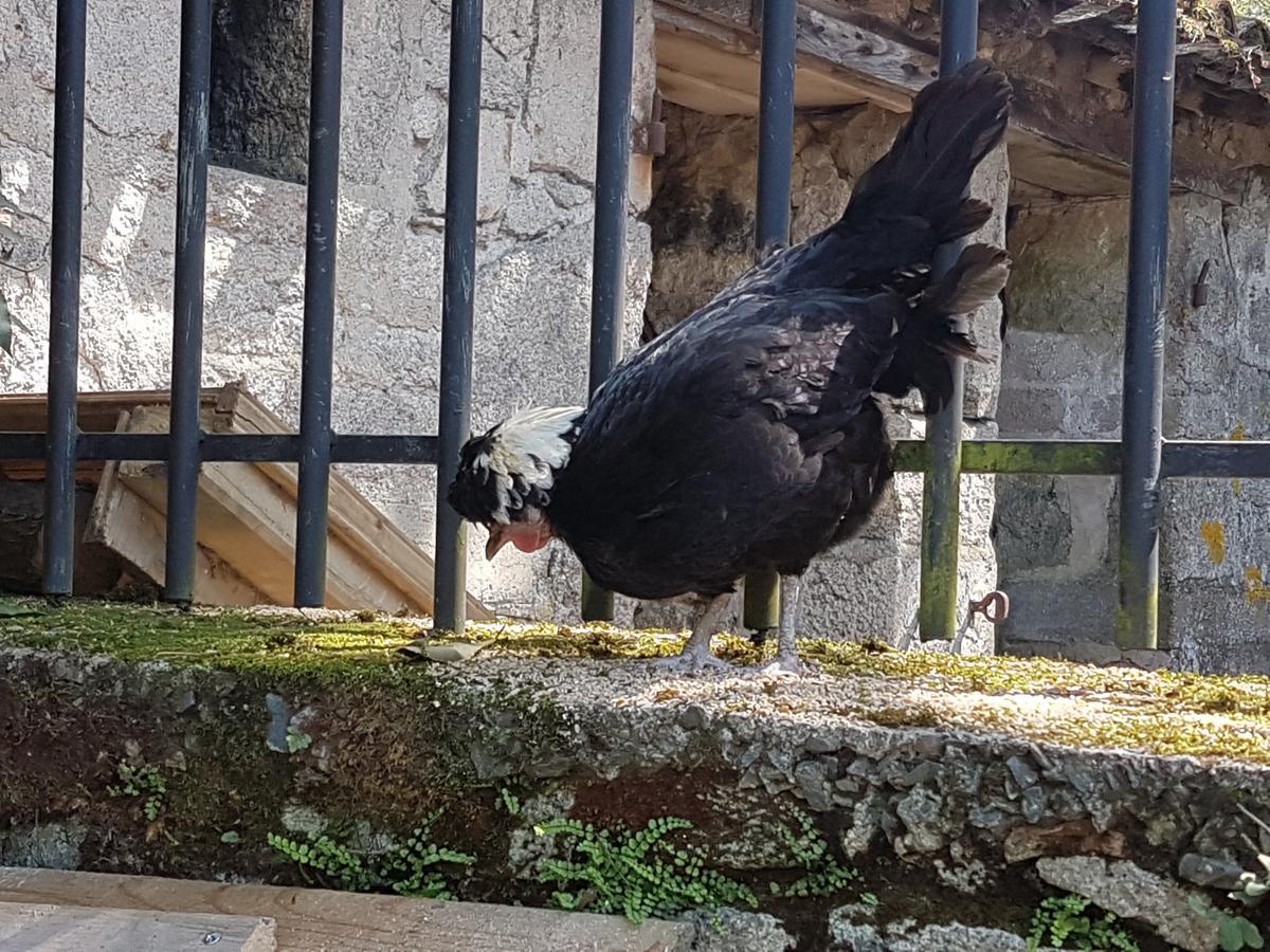 La Pommeraie-sur-Sèvre Le Moulin De Charin Bed & Breakfast エクステリア 写真
