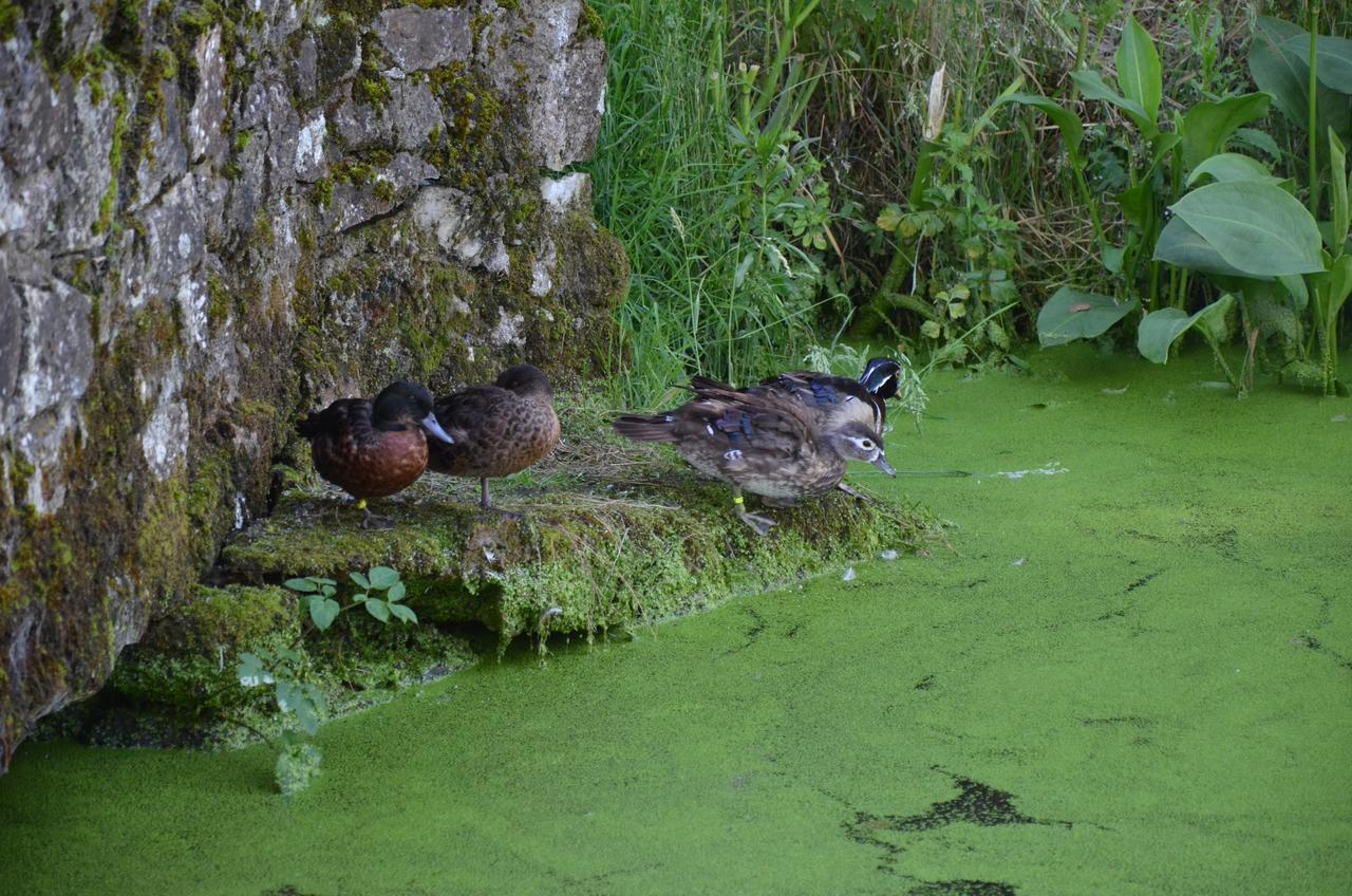 La Pommeraie-sur-Sèvre Le Moulin De Charin Bed & Breakfast エクステリア 写真